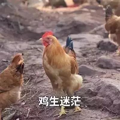 請問，雞是怎么Sǐ的？“干飯人”快集合！有福利 ！